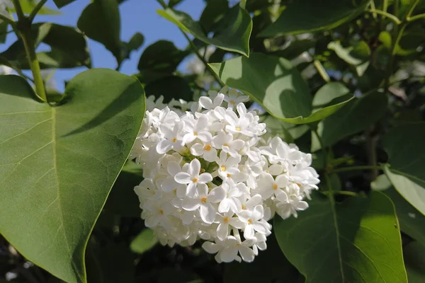 Bílý Šeříkový Keř Jarní Zahradě — Stock fotografie