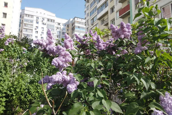 Primavera Árvores Floridas Parque Moscou Lilás Espinheiro Flor Jardim Início — Fotografia de Stock