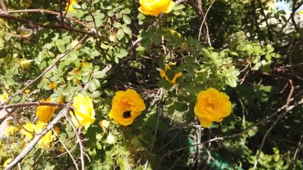 Abejorro recoge néctar de una rosa de jardín amarillo — Vídeos de Stock