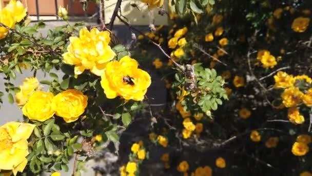 Bumblebee collects nectar from a yellow garden rose — Stock Video