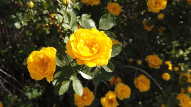 Cespuglio con rose gialle. Una grande rosa canina con fiori gialli. — Video Stock
