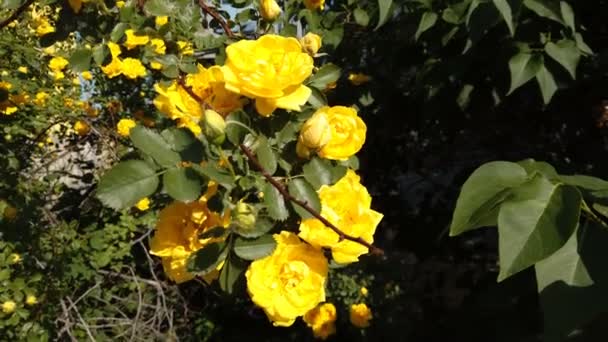 Cespuglio con rose gialle. Una grande rosa canina con fiori gialli. — Video Stock