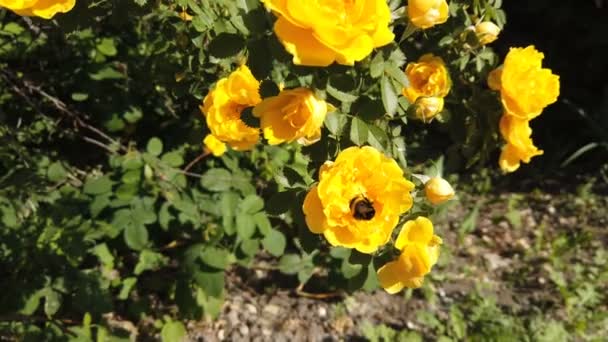 Bumblebee συλλέγει νέκταρ από ένα κίτρινο τριαντάφυλλο κήπου — Αρχείο Βίντεο