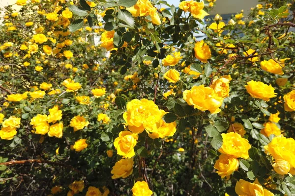 Bush Com Rosas Amarelas Uma Grande Rosa Mosqueta Com Flores — Fotografia de Stock