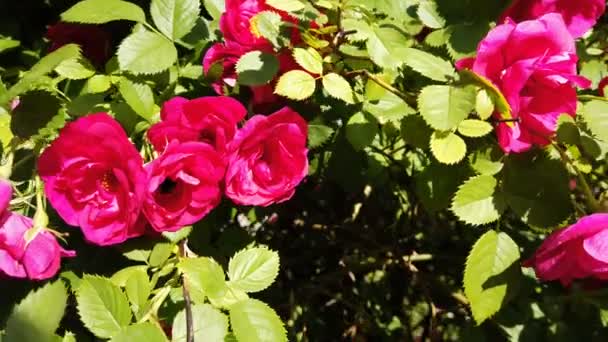 Red Rose Bush Bumblebee Crawling Out One Rose Blossom Fly — Stock Video