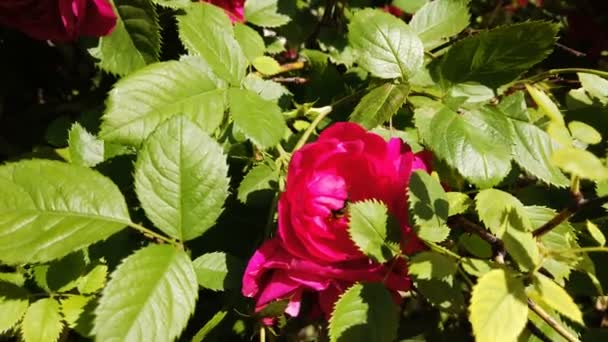 赤いバラの茂みにバンブルビーが一つのバラの花から這い出て飛び去る — ストック動画