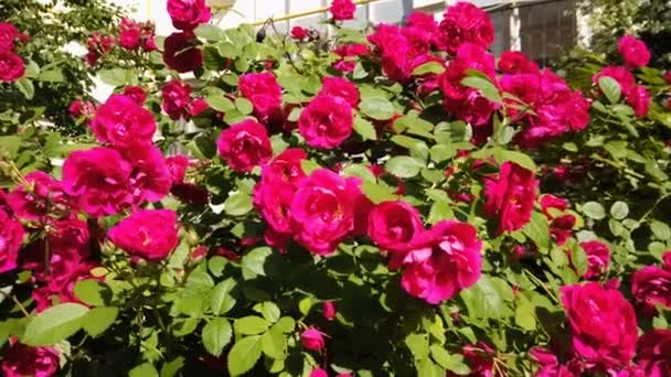Semak Dengan Mawar Kebun Merah Dekat Rumah — Stok Video