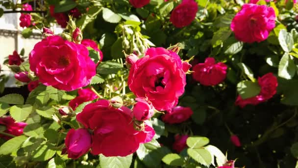 Червоний Кущ Троянди Джмелем Виповзає Однієї Квітки Троянди Щоб Полетіти — стокове відео
