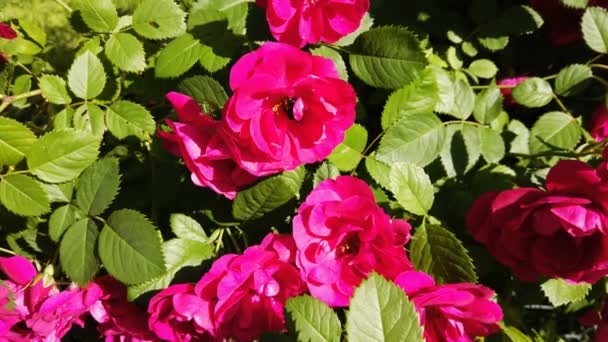 Red Rose Bush Bumblebee Crawling Out One Rose Blossom Fly — Stock Video