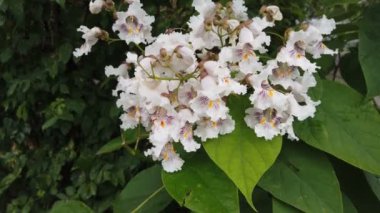 Catalpa bignonioides 'in 4K görüntüsü.