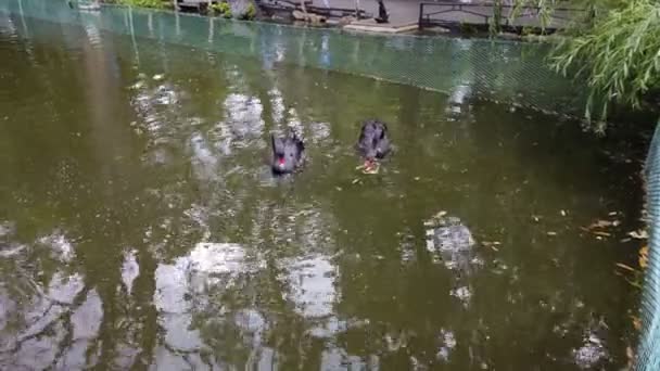 Noir cygne lac manger avec couple — Video