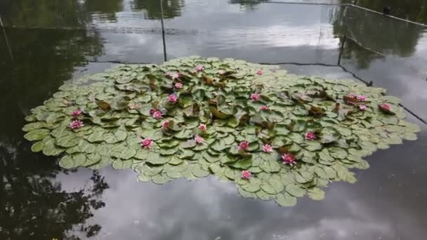 De waterlelie die in de vijver bloeit, wordt omringd door bladeren. Roze waterlelie bloeiend in een tijdspanne vervallen een achtergrond van groene bladeren. — Stockvideo