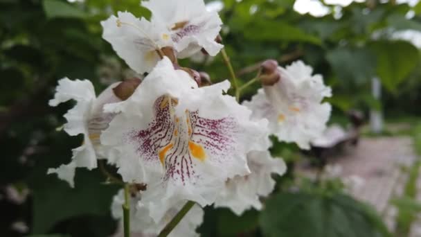 Κοντινό πλάνο της Catalpa bignonioides λουλούδια 4K πλάνα — Αρχείο Βίντεο