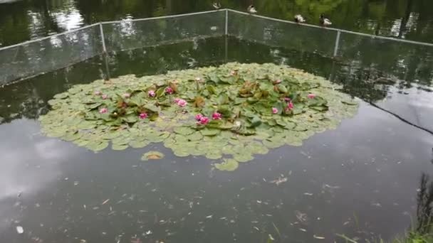 Vattenliljan som blommar i dammen omges av löv. Rosa vatten lilja blommar i ett bortfall av tid förfalla en bakgrund av gröna blad. — Stockvideo