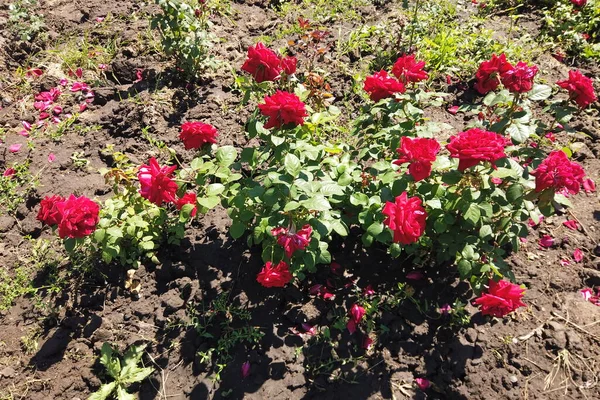 Uma Rosa Vermelha Floresce Botão Abre Floresce Uma Grande Flor — Fotografia de Stock
