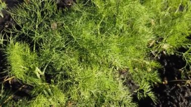 Bitki yetiştirme bahçesi sabah güneşinde