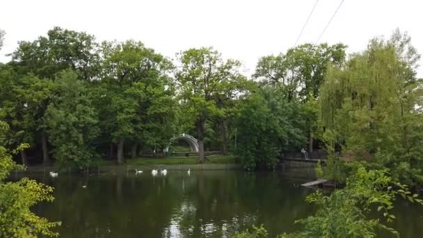 Oroszország, Saratov - június, 2021: kacsák és hattyúk. úszás tavon, víz természetes háttér — Stock videók