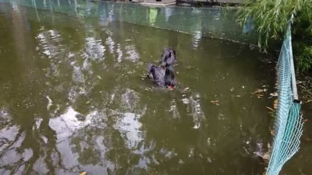 Zwart zwaan meer eten met paar — Stockvideo