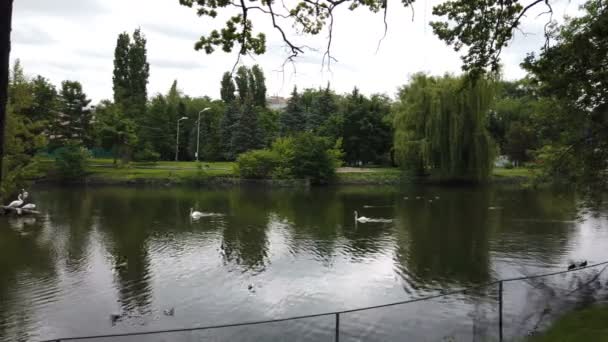 Eenden en zwaan. zwemmen op meer, water natuurlijke achtergrond — Stockvideo