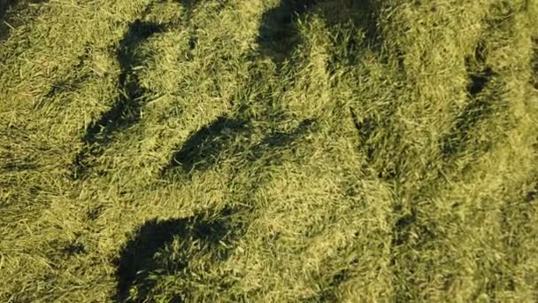 Tas d'herbe fraîchement coupée gros plan — Video