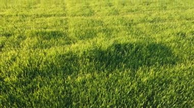 Üstten taze yeşil çimen, rüzgar akışı, pürüzsüz döşeme dokusu, küçük alçak çimen, dijital kompozisyon için mükemmel, video haritalama.