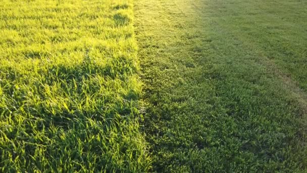 Gras gemaaid met grasmaaier. De helft van het gras is getrimd en de andere helft is nog lang. Verse besnoeide achtertuin in de zonnebout. — Stockvideo