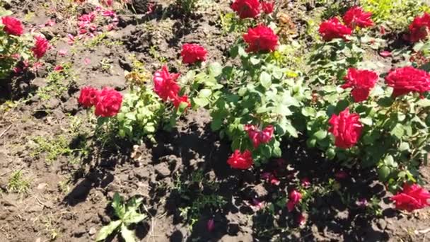 Ένα κόκκινο τριαντάφυλλο ανθίζει. Το μπουμπούκι ανοίγει και ανθίζει σε ένα μεγάλο κόκκινο λουλούδι. Η πάροδο του χρόνου ενός ανθισμένου λουλουδιού τριαντάφυλλου. Λεπτομερής μακροχρονική λήξη ενός ανθισμένου λουλουδιού. Κόκκινο τριαντάφυλλο ανθίζοντας timelapse — Αρχείο Βίντεο