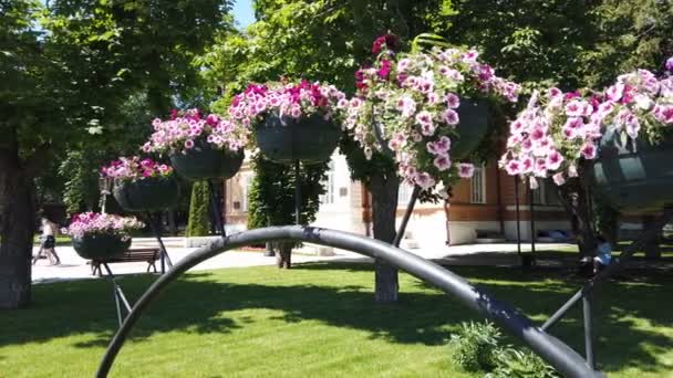Belo canteiro de flores com petúnias na cidade — Vídeo de Stock