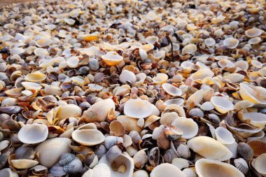 Deniz kenarında gün batımında güzel deniz kabuğu kumsalı.