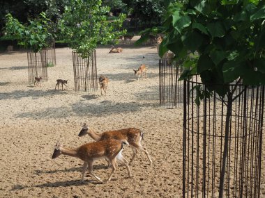 Yazın doğal ortamda yürüyen iki ceylan. Kopya alanla çiftleşme mevsiminde birkaç geyik ve dişi. Hayvan vahşi yaşam manzarası.
