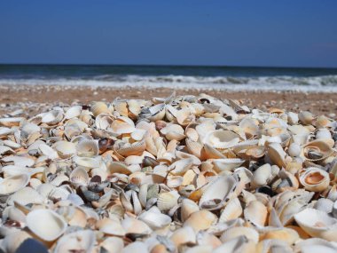 Deniz kenarında gün batımında güzel deniz kabuğu kumsalı.