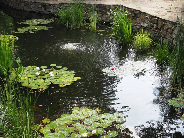 Hermoso Estanque Con Nenúfares Parque Verano — Foto de Stock