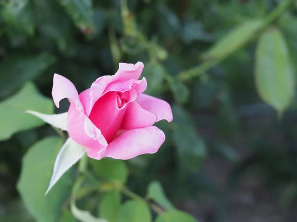 Bud Blooming Pink Rose — Stock Photo, Image