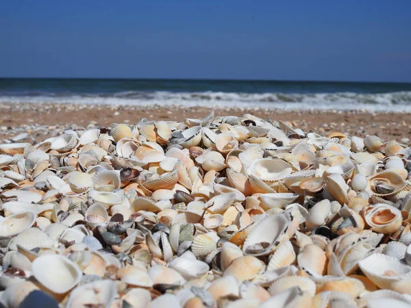 Deniz kenarında gün batımında güzel deniz kabuğu kumsalı.