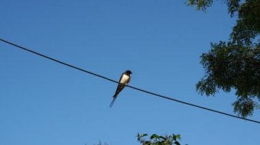 Kablolarda oturan kırlangıçlar ve mavi gökyüzüne karşı dinleniyorlar. Doğal yaşam alanında yutulan kuş..