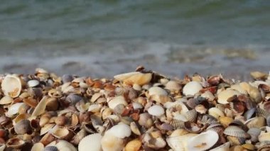 Deniz kenarında gün batımında güzel deniz kabuğu kumsalı