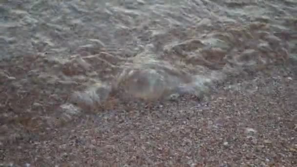 Μια Μέδουσα Ξεβράστηκε Στην Ακτή Από Ένα Κύμα — Αρχείο Βίντεο