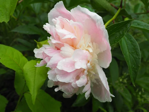 Pink Peony Close Background Green Foliage — Stock Photo, Image