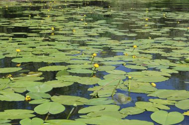 Su arka planında bir sürü sarı su zambağı