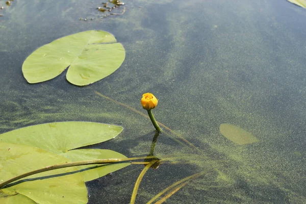 Flor Amarilla Nenúfar Que Comienza Abrirse Florecer Rodeada Hojas Verdes — Foto de Stock