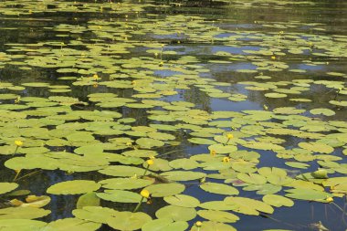 Su arka planında bir sürü sarı su zambağı