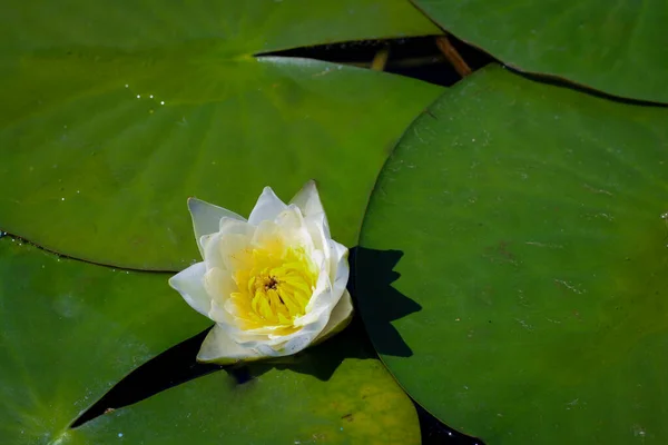Agua Blanca Lily Nymphaea Alba Con Estambres Amarillos — Foto de Stock