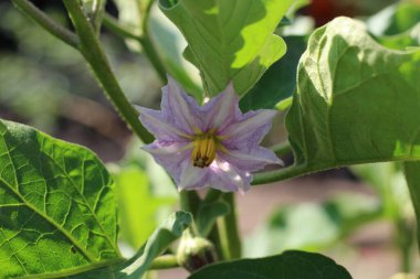 ağaçtaki mor patlıcan çiçekleri