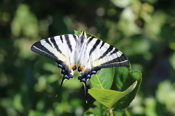 Fecskefarkú Lepke Papilio Machaon Vagy Podaliriy — Stock Fotó