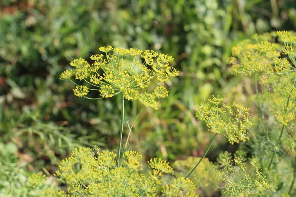 Flower Green Dill Fennel Green Background Flowers Dill — Stock Photo, Image