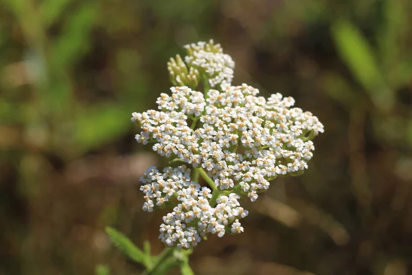 Obat Herbal Liar Yarrow Achillea Millefolilium Tanaman Selama Berbunga Closeup Stok Lukisan  