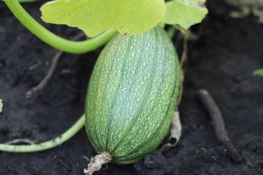 Yeşil organik kabak kabağı. Ev Bahçıvanlığı