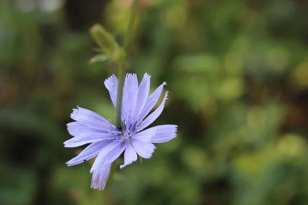 Blue Flower Natural Background Flower Wild Chicory Endive Cichorium Intybus — Stock Photo, Image