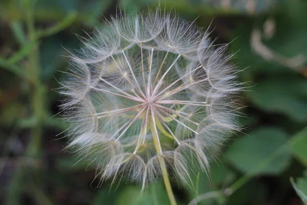 庭の大きな白いタンポポと緑の草 — ストック写真