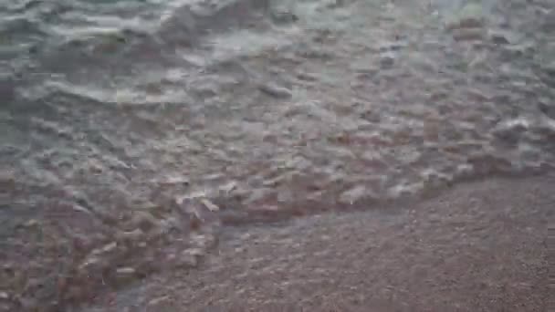Медузу выбросило на берег волной. — стоковое видео